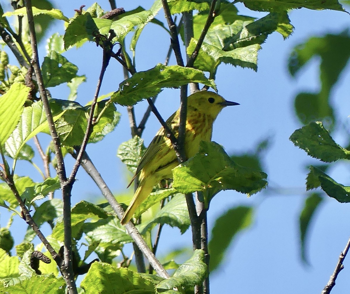 Yellow Warbler - Mary McCafferty