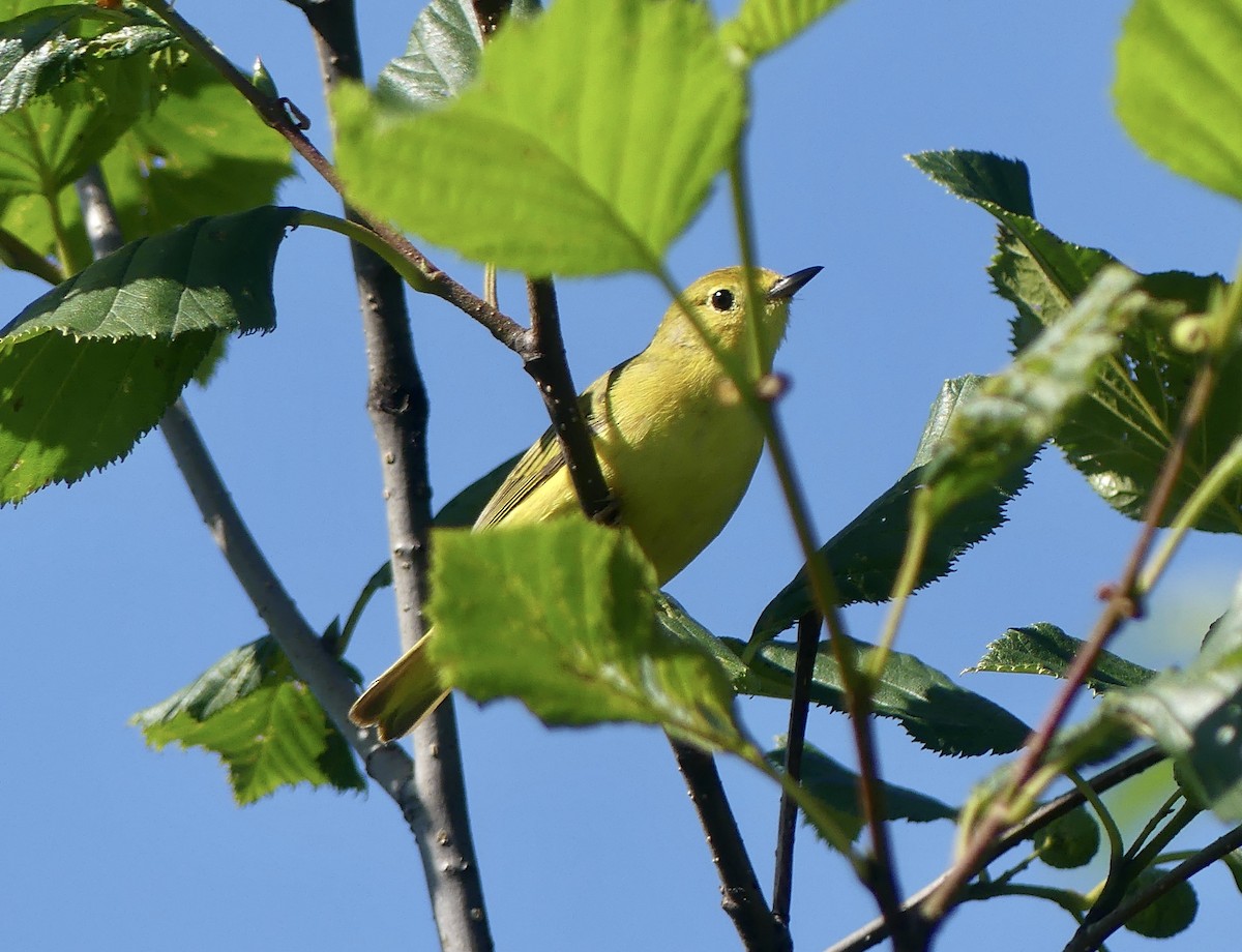 Yellow Warbler - Mary McCafferty