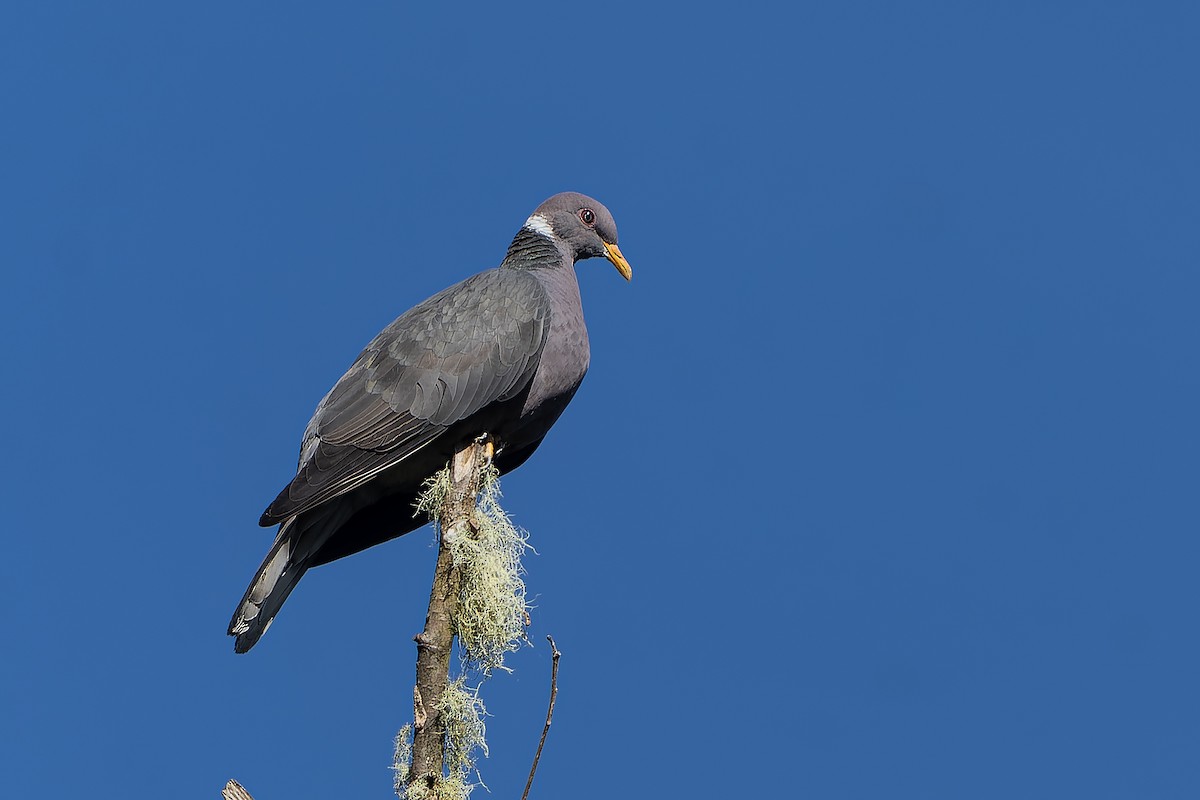 Band-tailed Pigeon - Guillermo  Saborío Vega