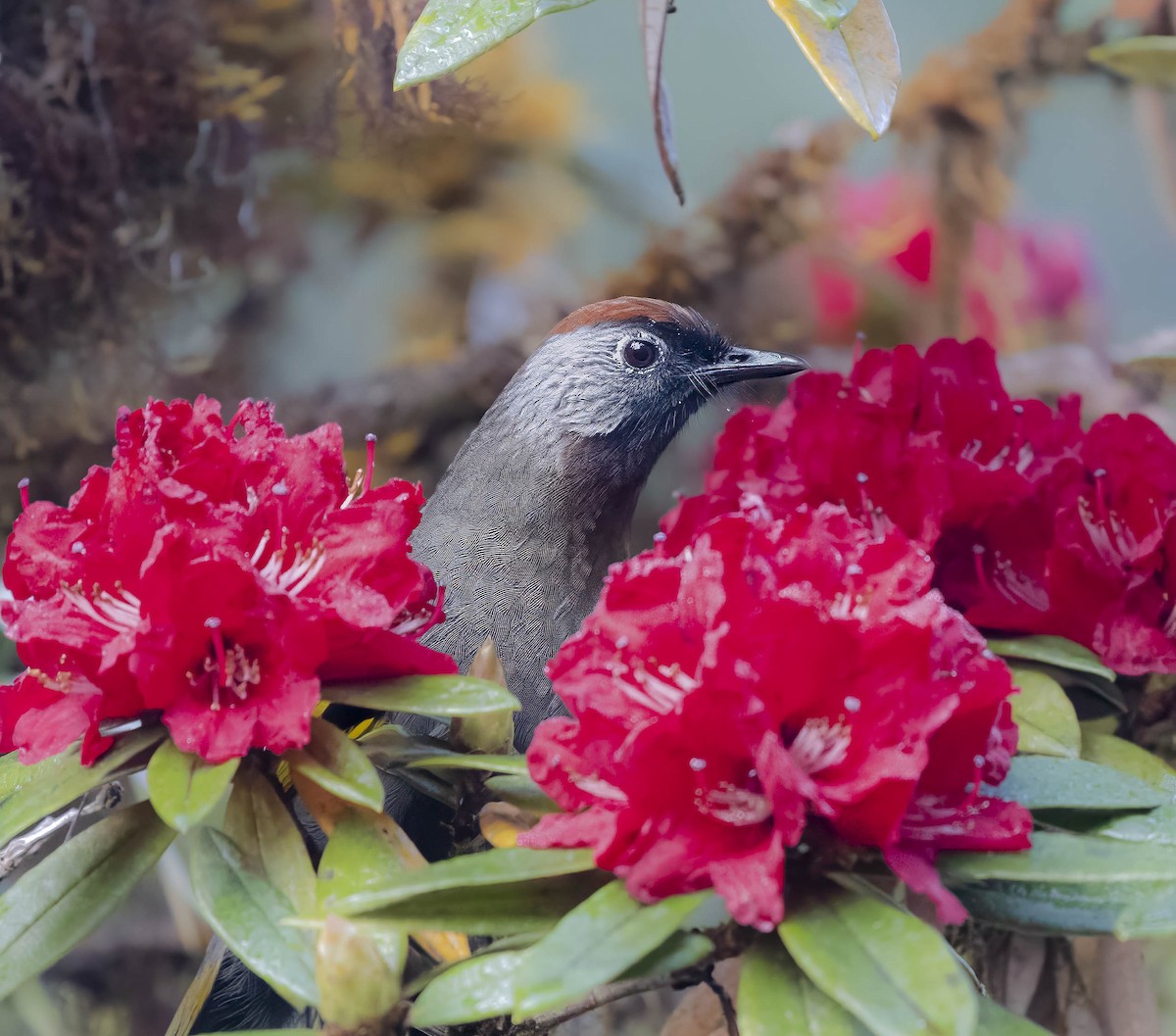 Silver-eared Laughingthrush - William Richards