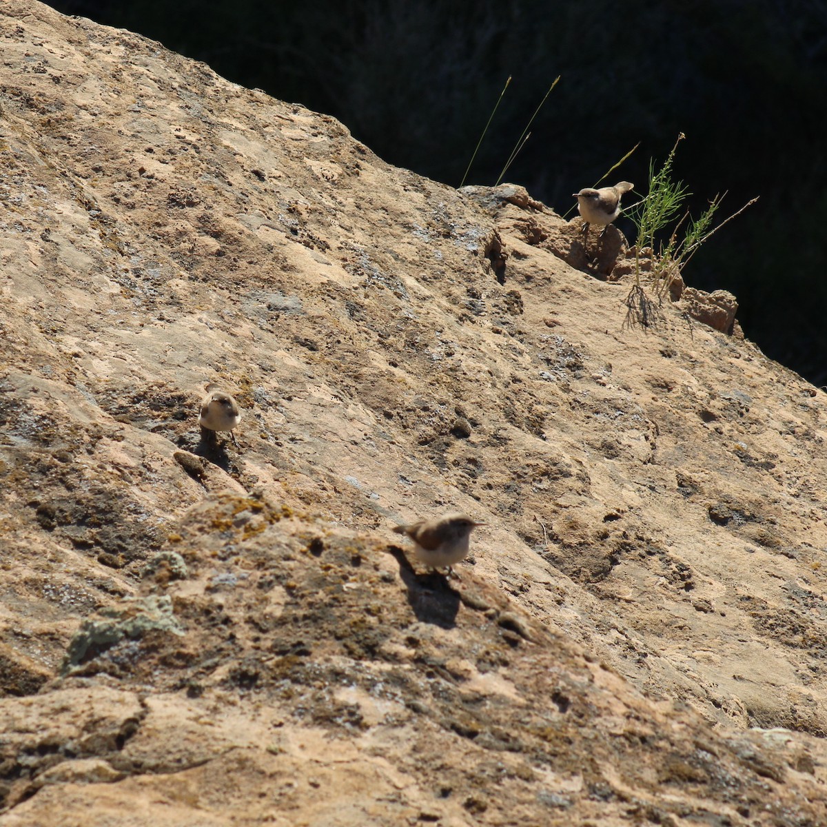 Rock Wren - ML592001121