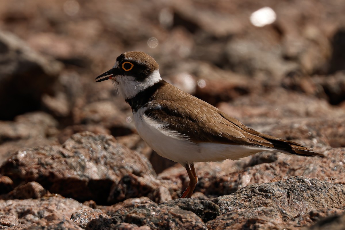 Little Ringed Plover - ML592001211