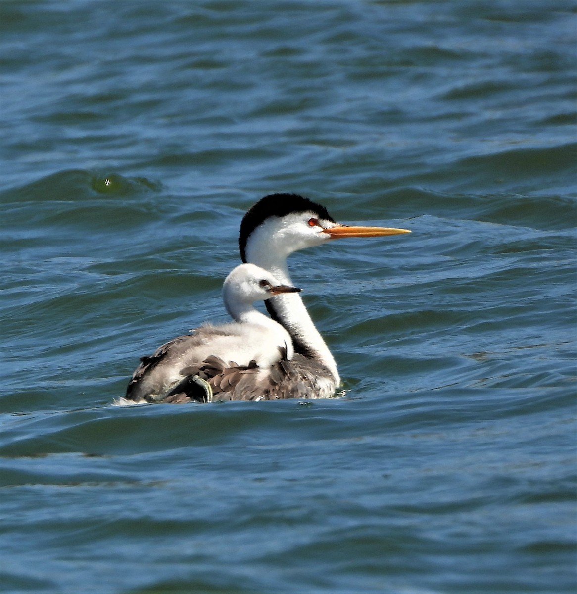 Clark's Grebe - Lynn Scarlett