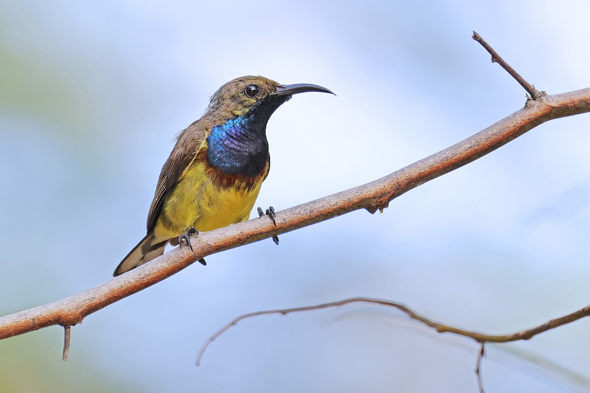 Ornate Sunbird - Nathan Wall