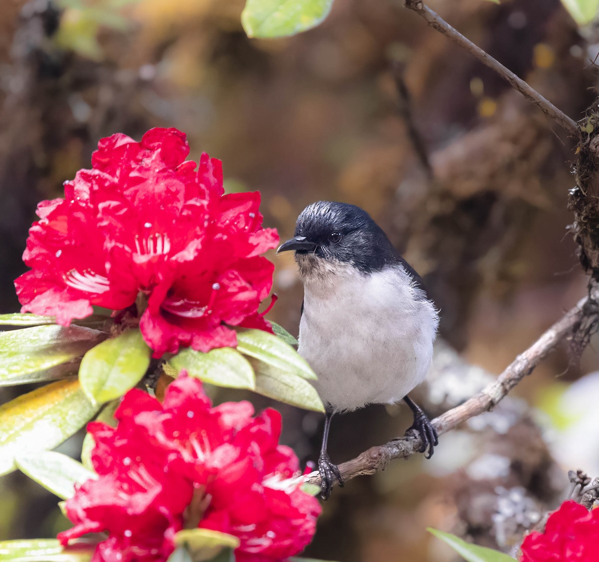 Black-backed Sibia - William Richards