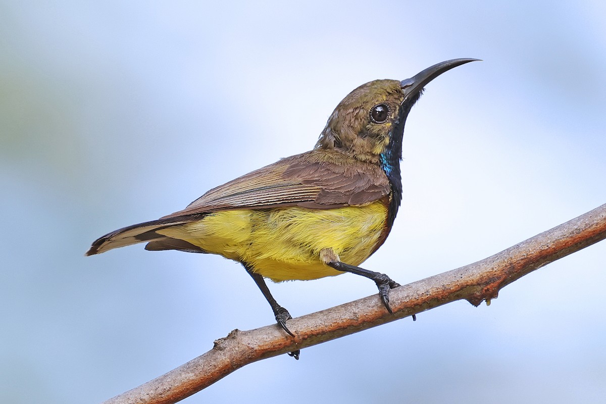 Ornate Sunbird - Nathan Wall