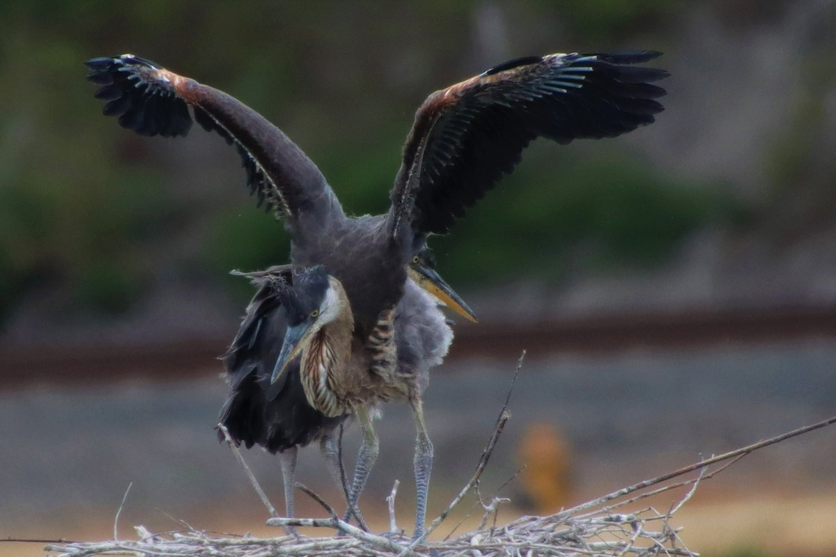 Great Blue Heron - ML592003481