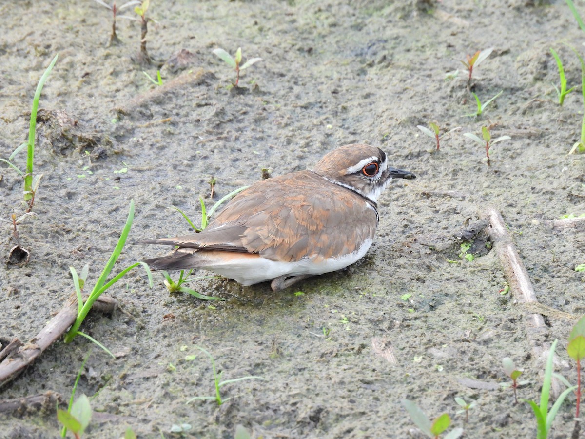 Killdeer - ML592003651