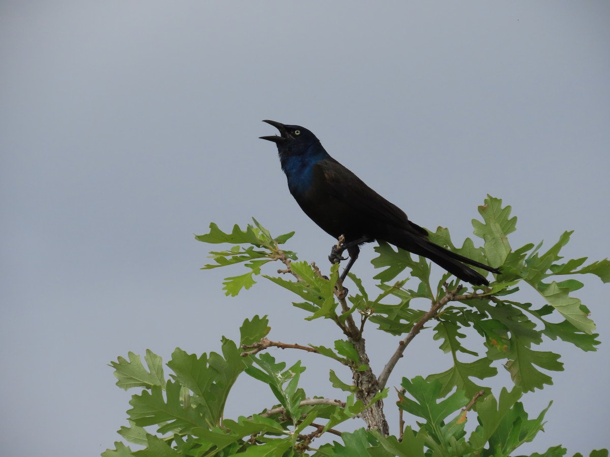 Common Grackle - ML592004981