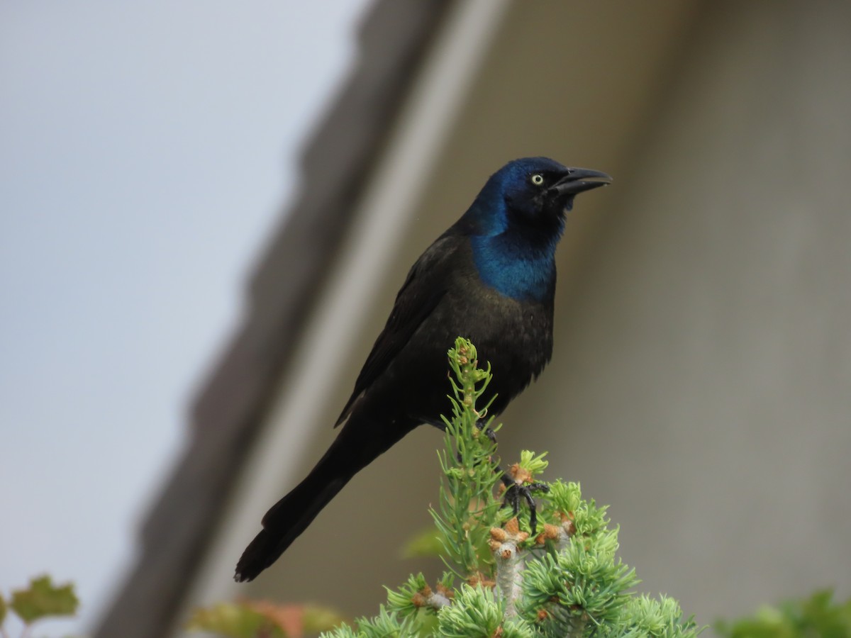 Common Grackle - ML592004991