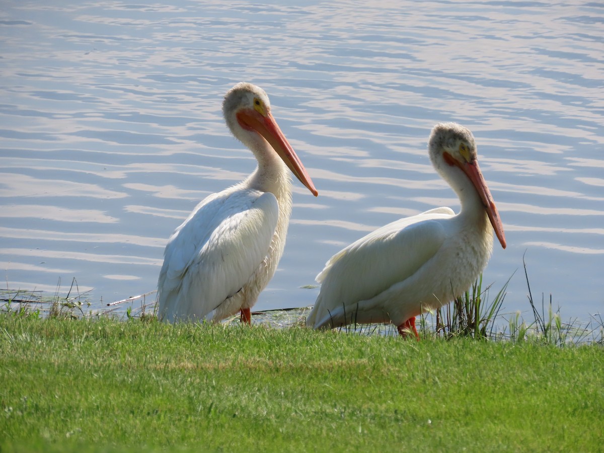 American White Pelican - Kieran Schnitzspahn