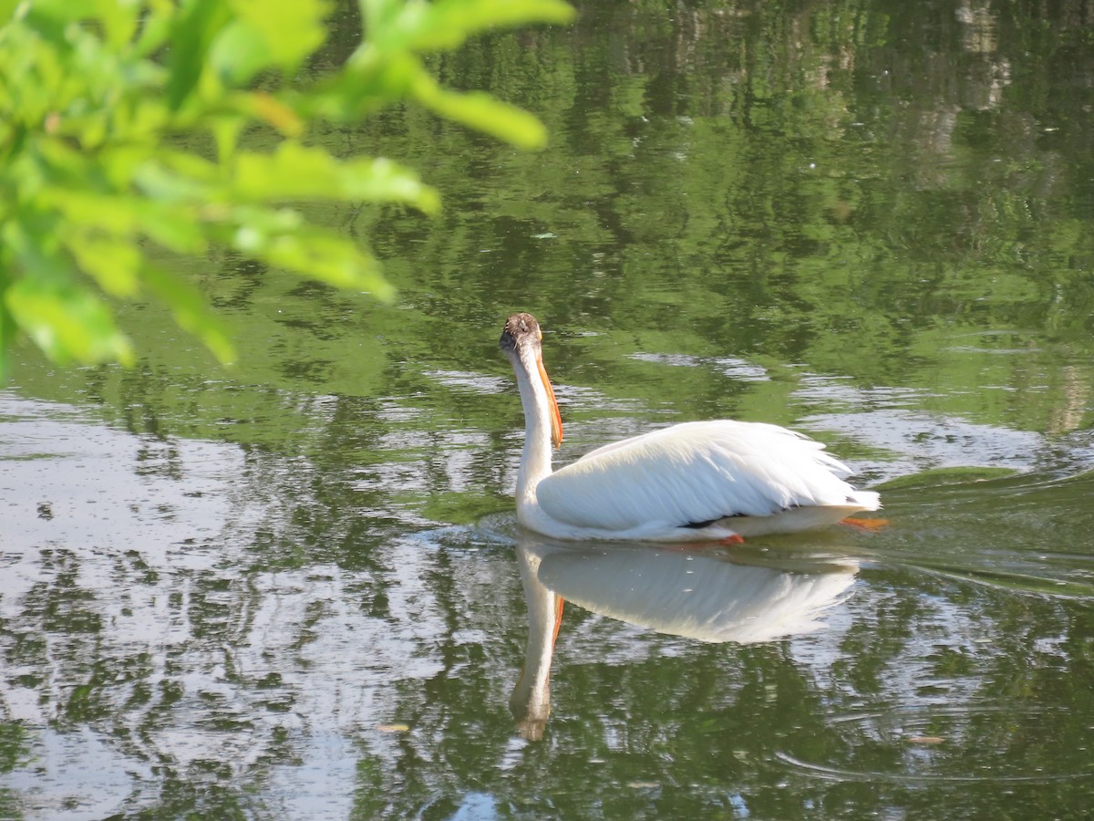 American White Pelican - Kieran Schnitzspahn