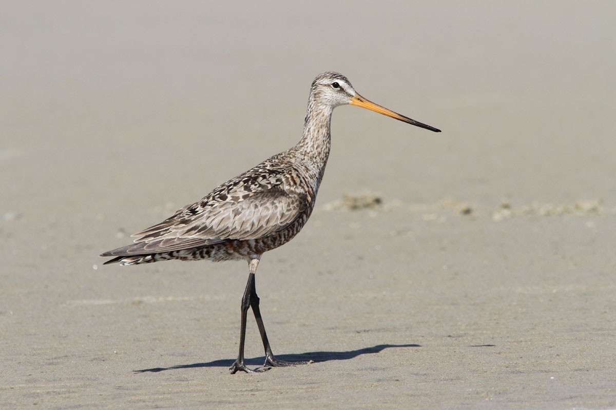 Hudsonian Godwit - ML59200631