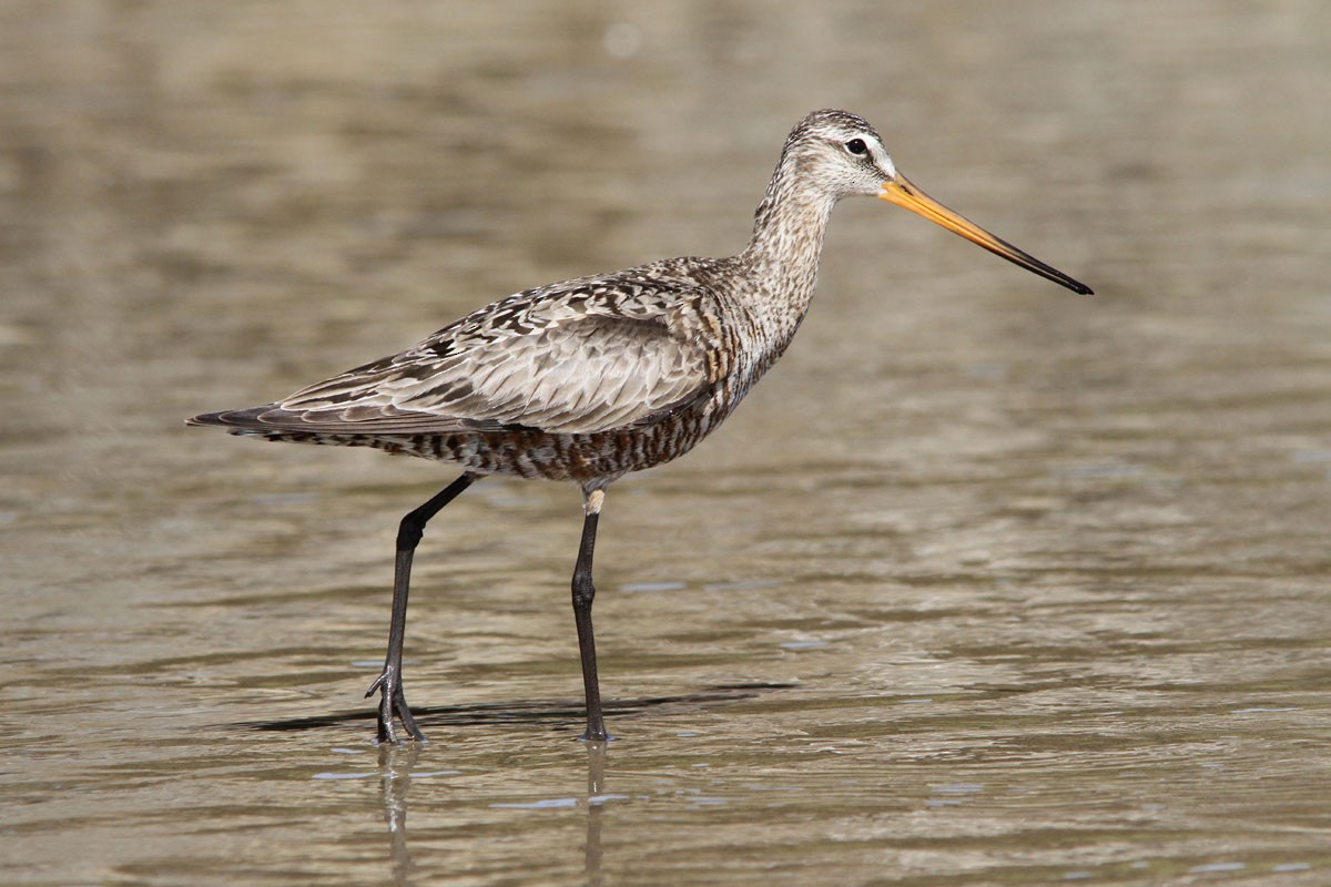 Hudsonian Godwit - Noah Strycker