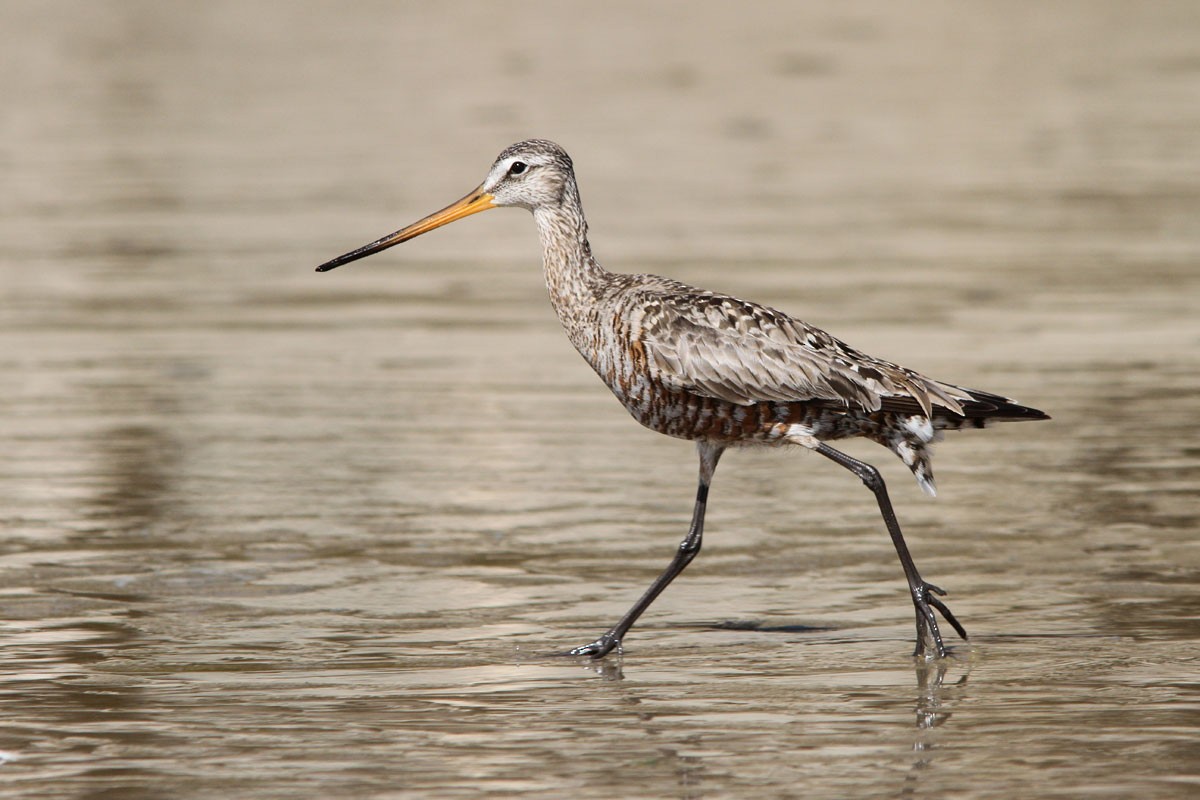 Hudsonian Godwit - ML59200651