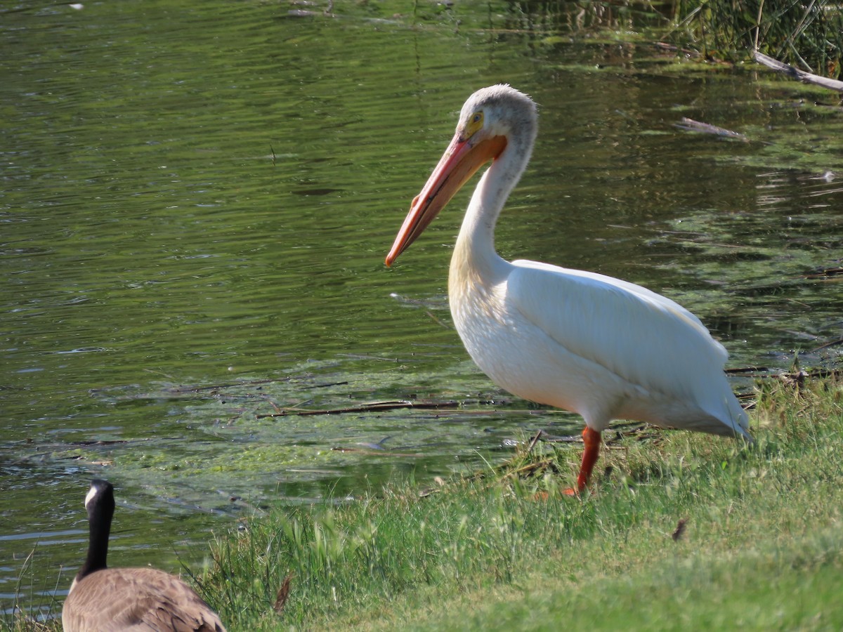 American White Pelican - Kieran Schnitzspahn