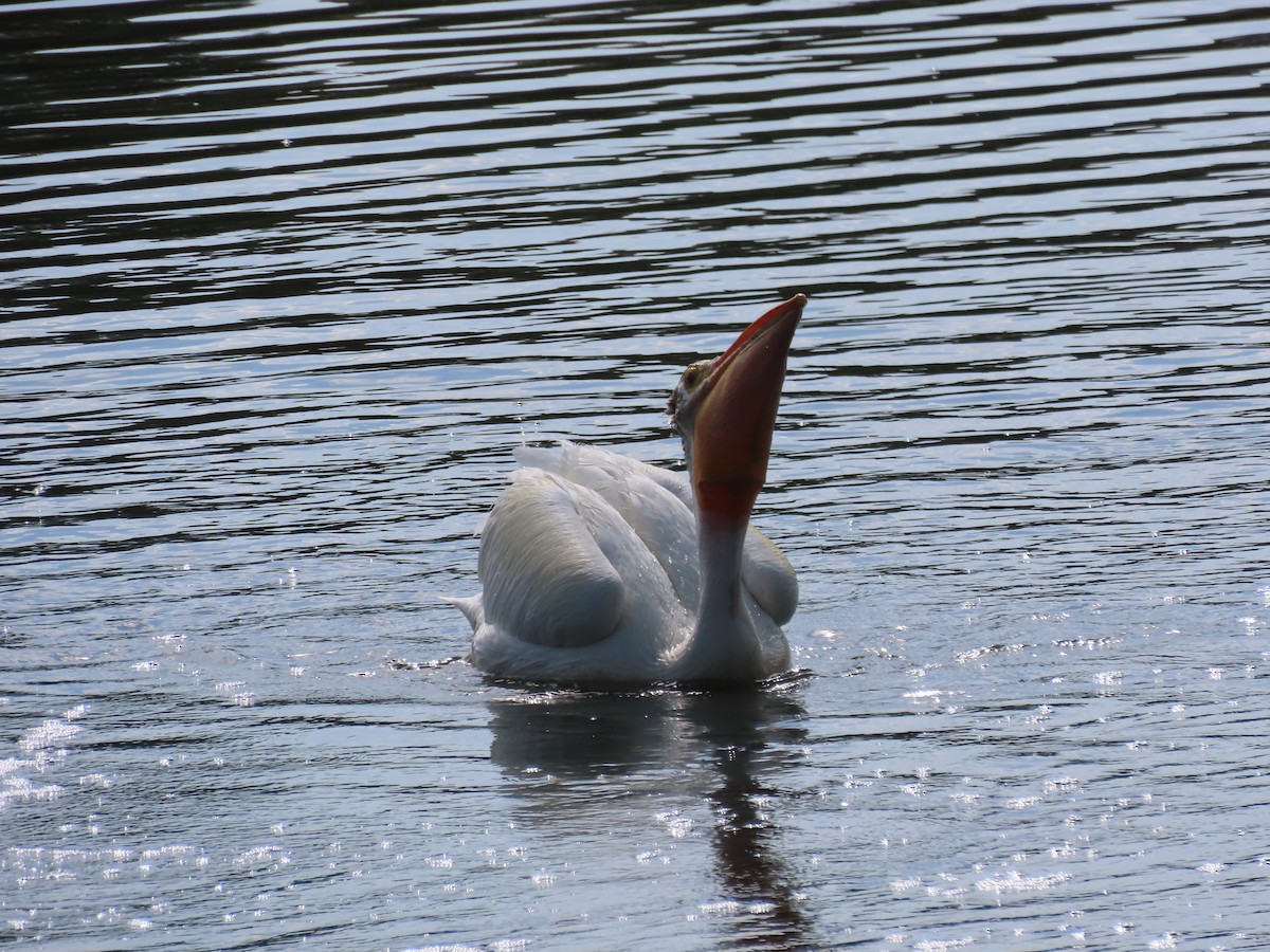 American White Pelican - Kieran Schnitzspahn