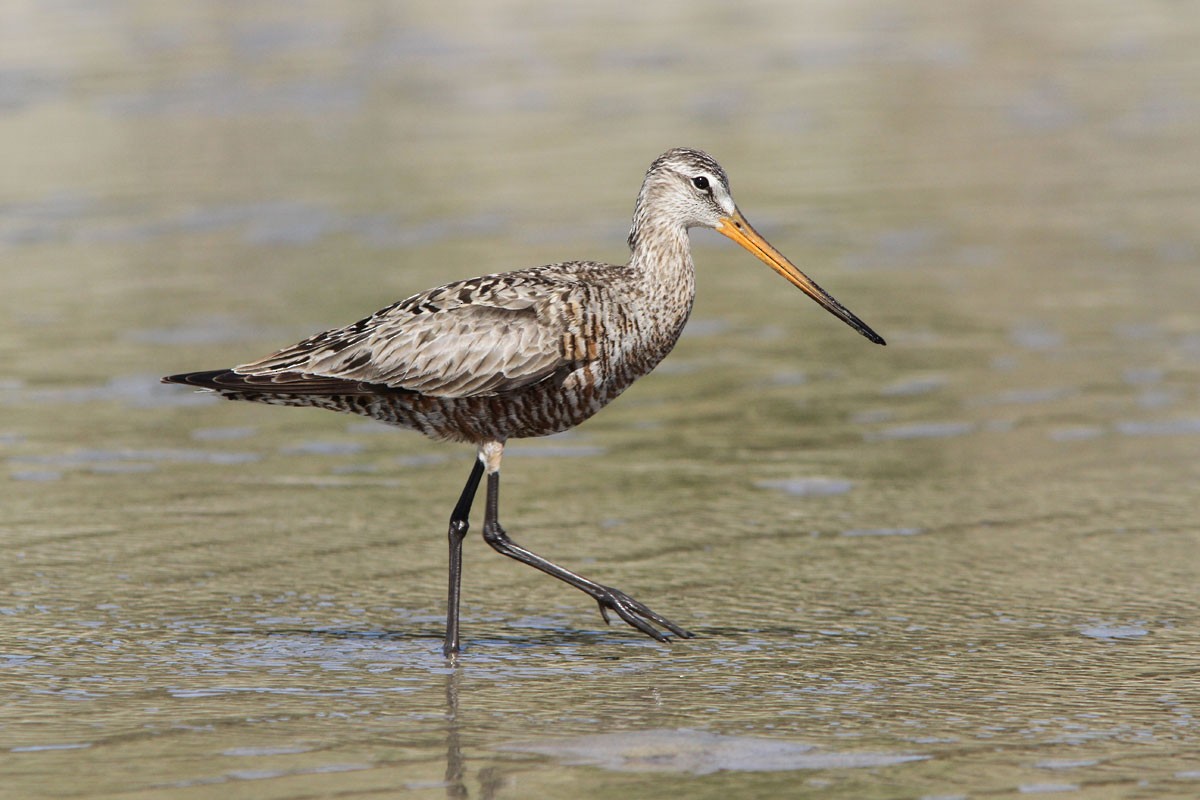 Hudsonian Godwit - ML59200691