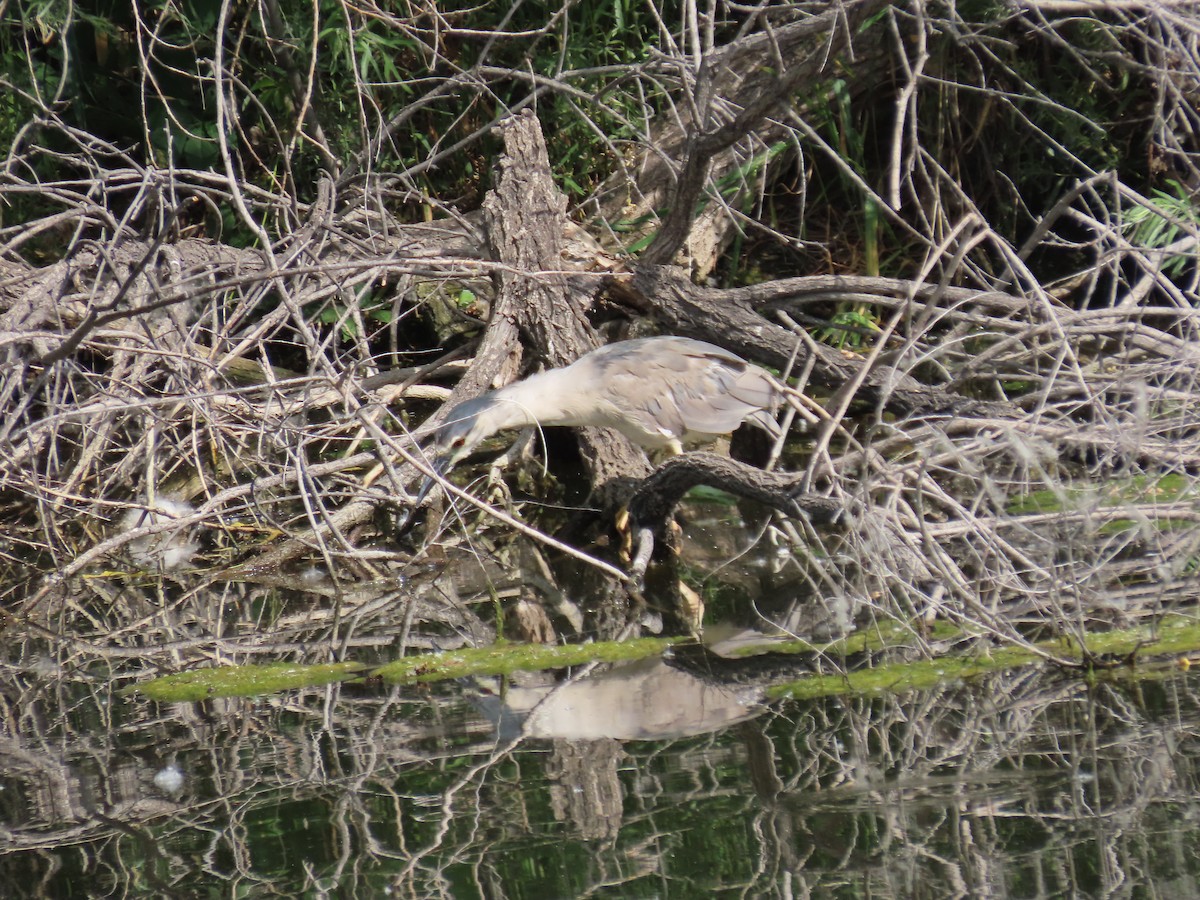 Black-crowned Night Heron - ML592006931