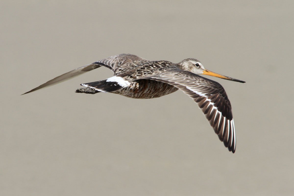 Hudsonian Godwit - ML59200701