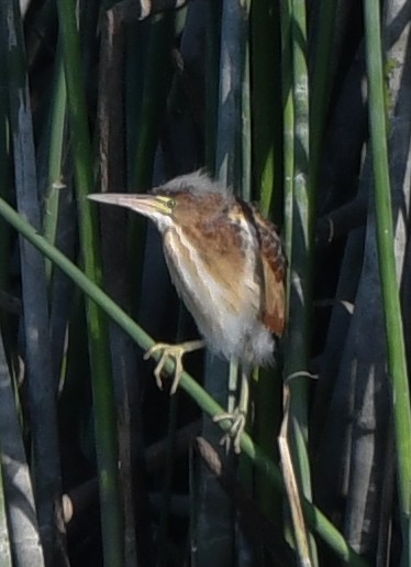 Least Bittern - ML592007111