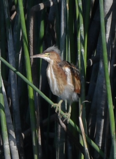 Least Bittern - ML592007151