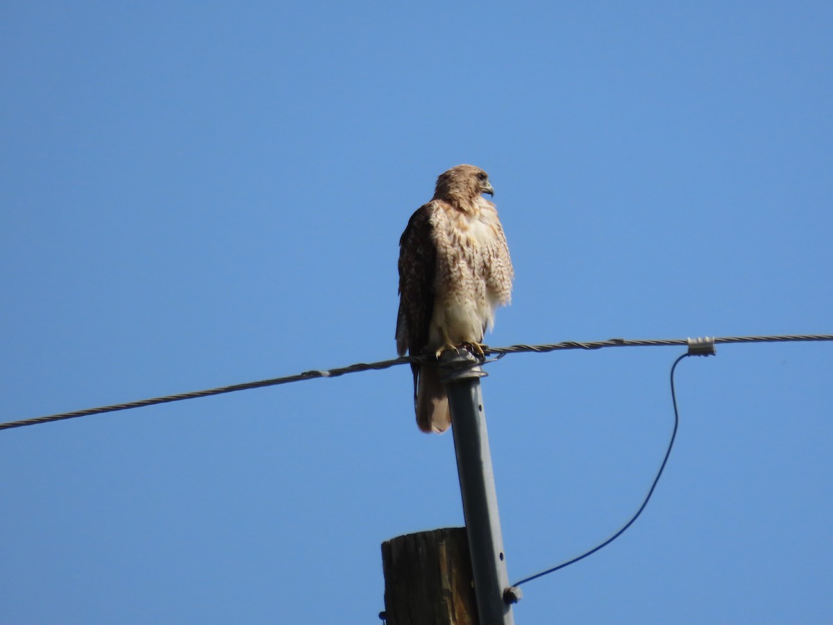 Red-tailed Hawk - Kieran Schnitzspahn