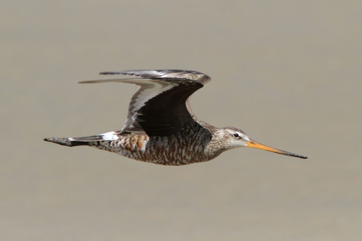 Hudsonian Godwit - ML59200731