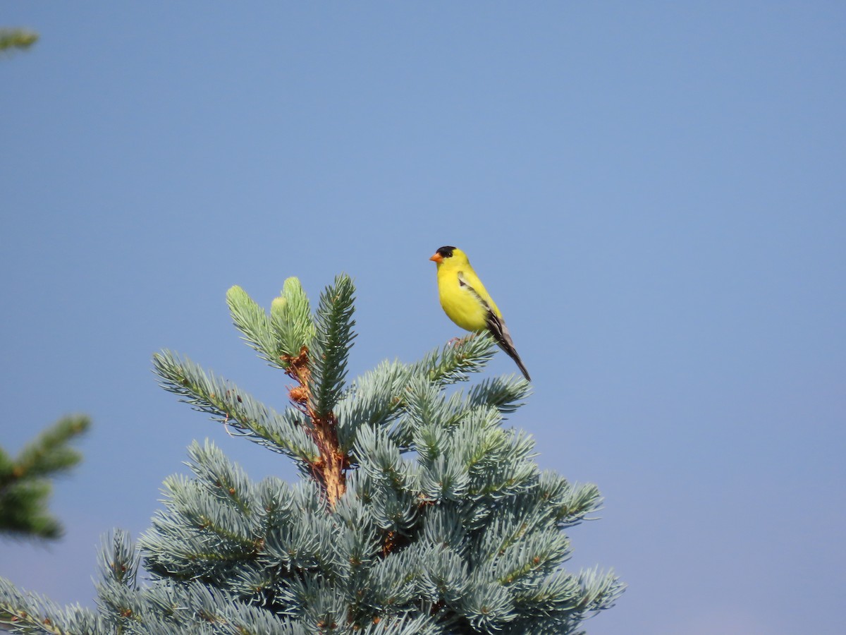 American Goldfinch - Kieran Schnitzspahn