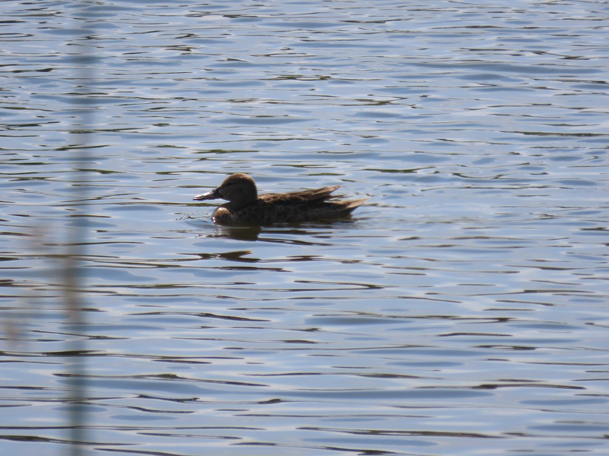 Cinnamon Teal - ML592007871