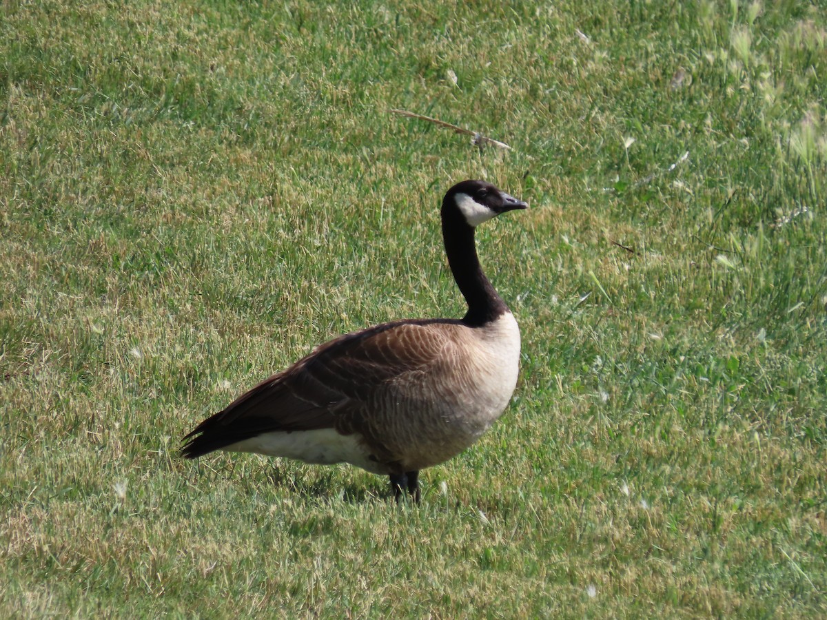 Cackling/Canada Goose - ML592007971