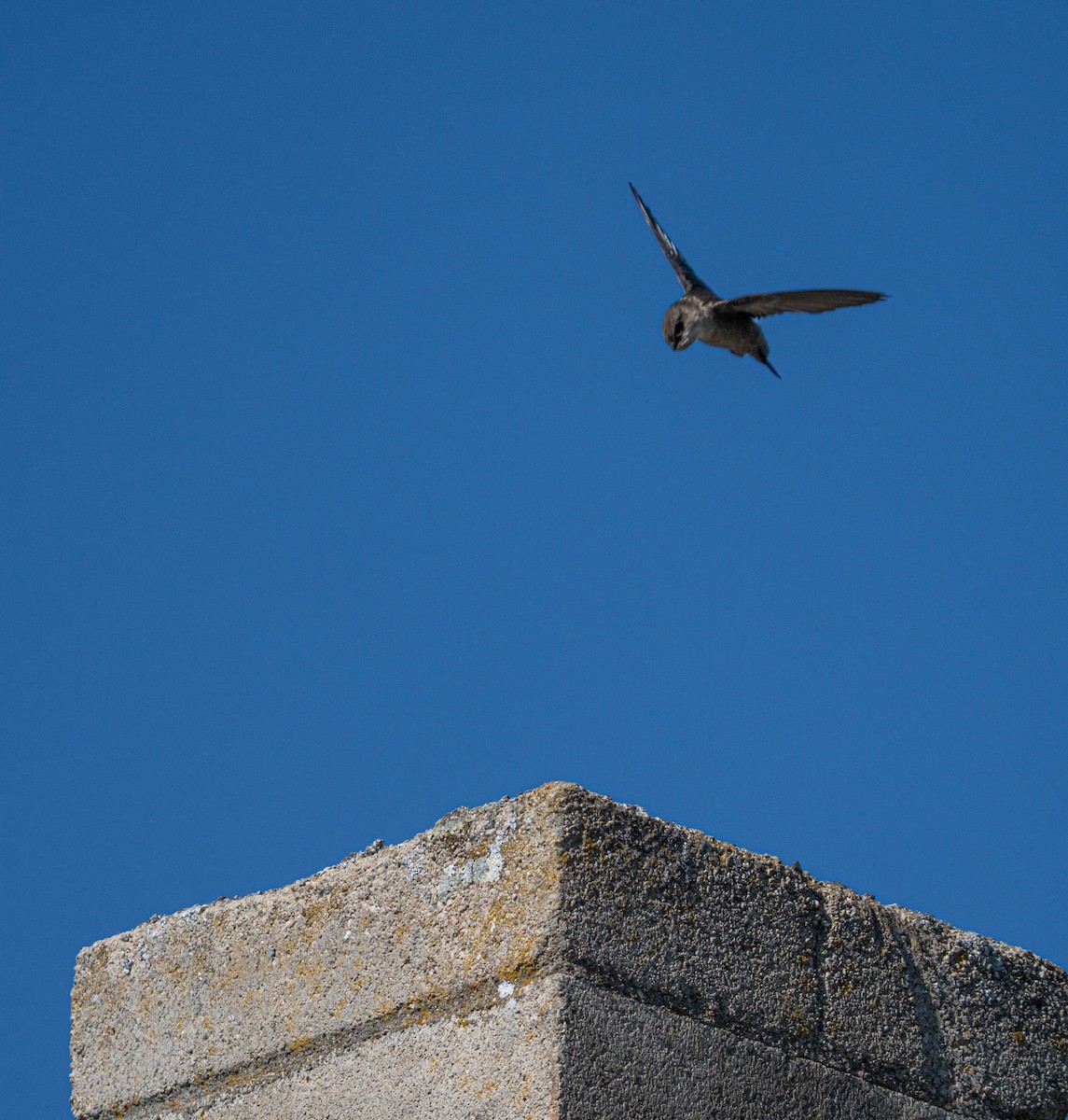 Martinet de Vaux - ML592008711