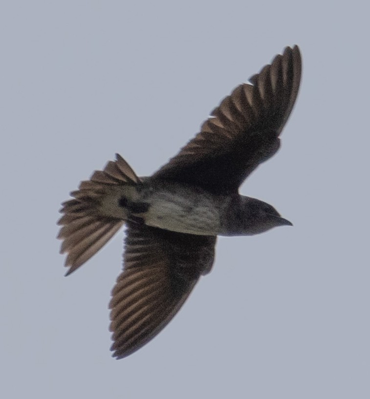 Purple Martin - ML592008901