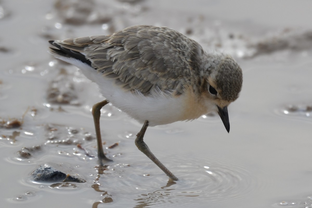 Kittlitz's Plover - ML592010021