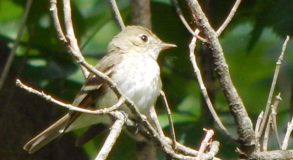 Acadian Flycatcher - John Tollefson