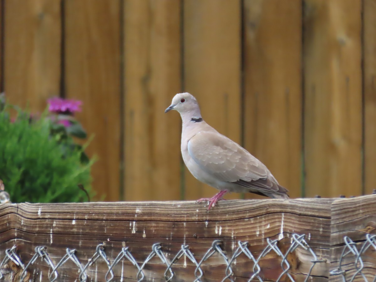 Eurasian Collared-Dove - ML592010681