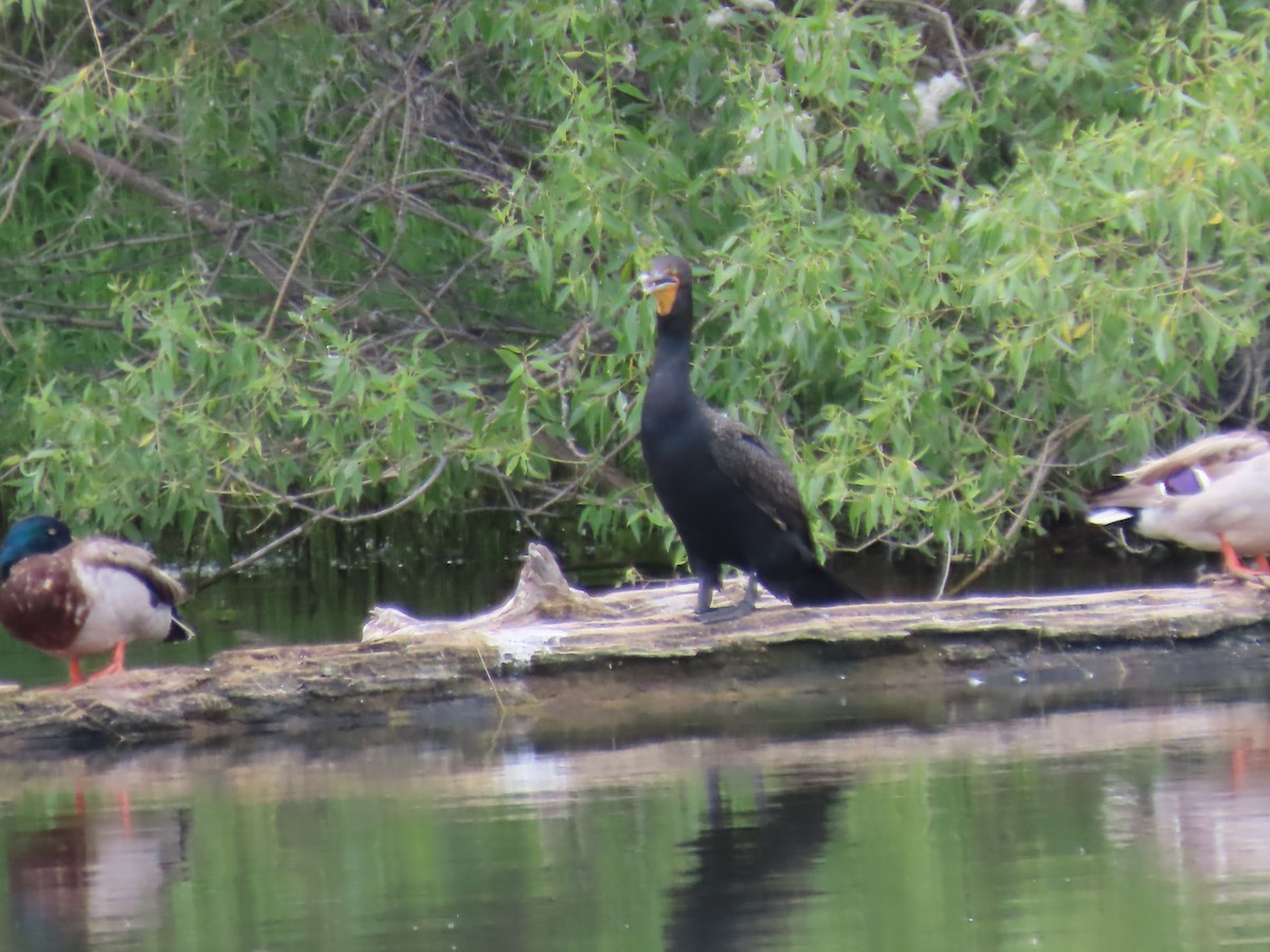 Double-crested Cormorant - ML592011001