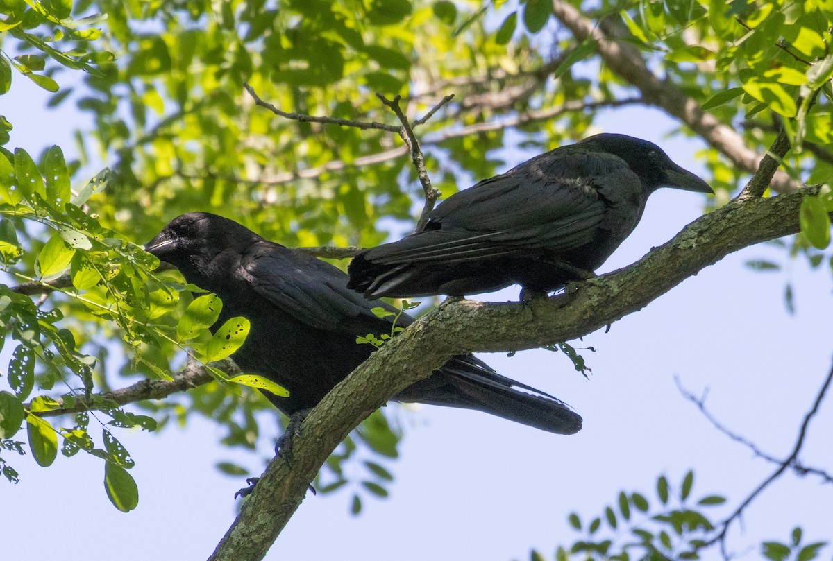 American Crow - ML592012441