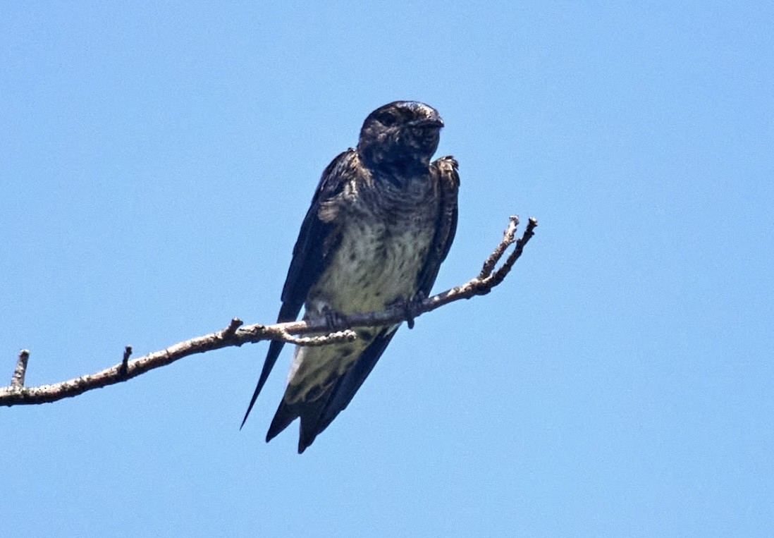 Purple Martin - ML592014781