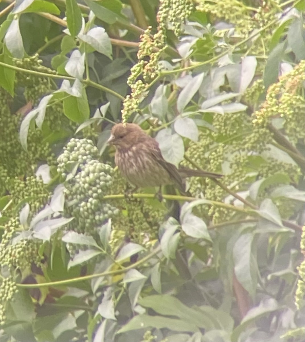 House Finch - ML592014931