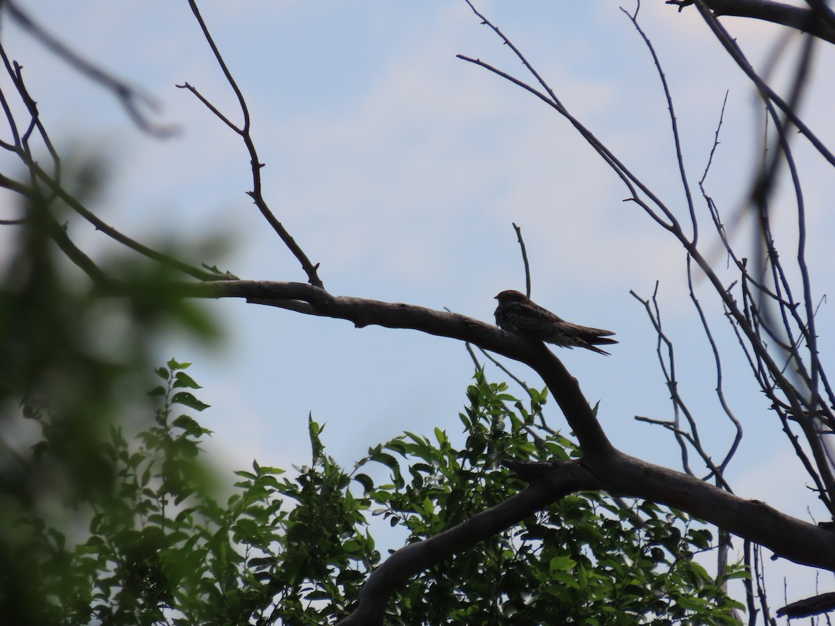 Common Nighthawk - ML592015751