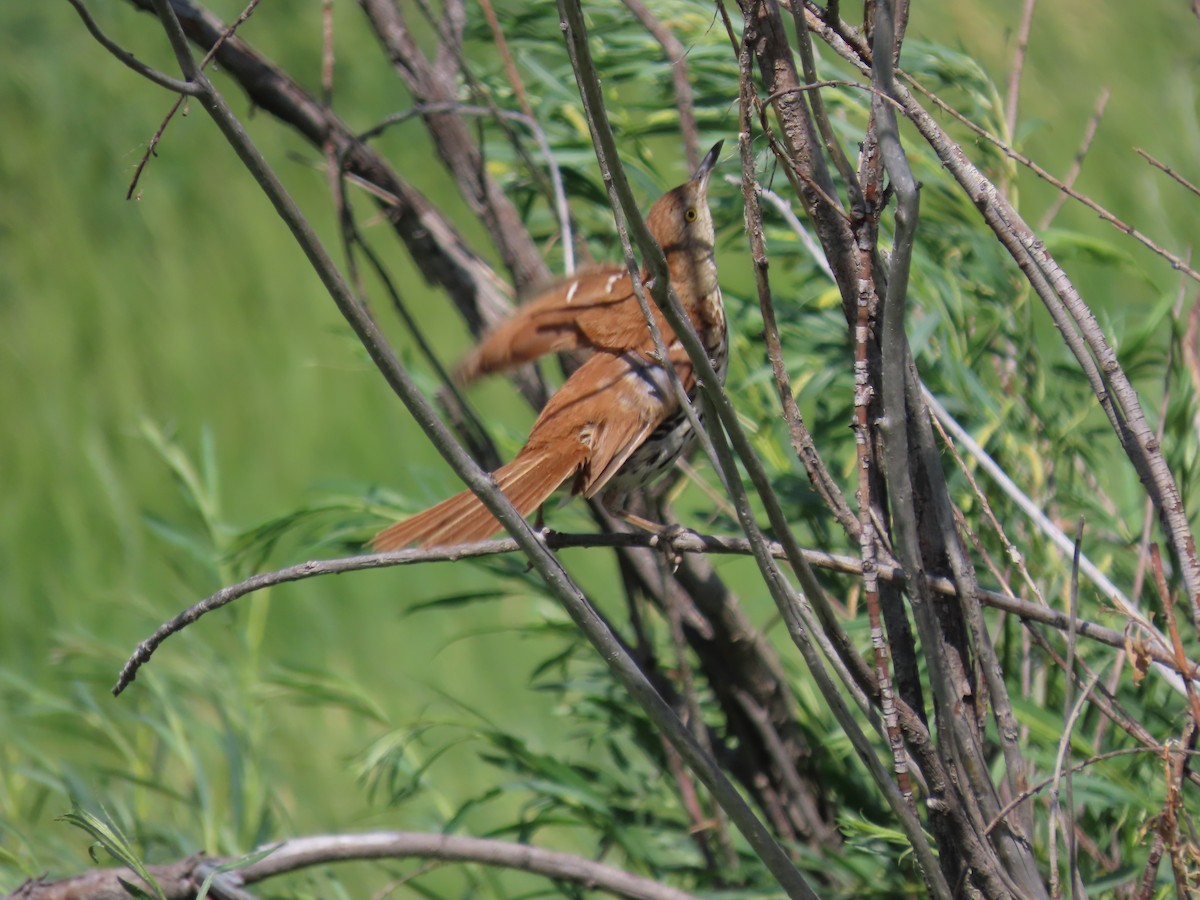 Brown Thrasher - ML592015921