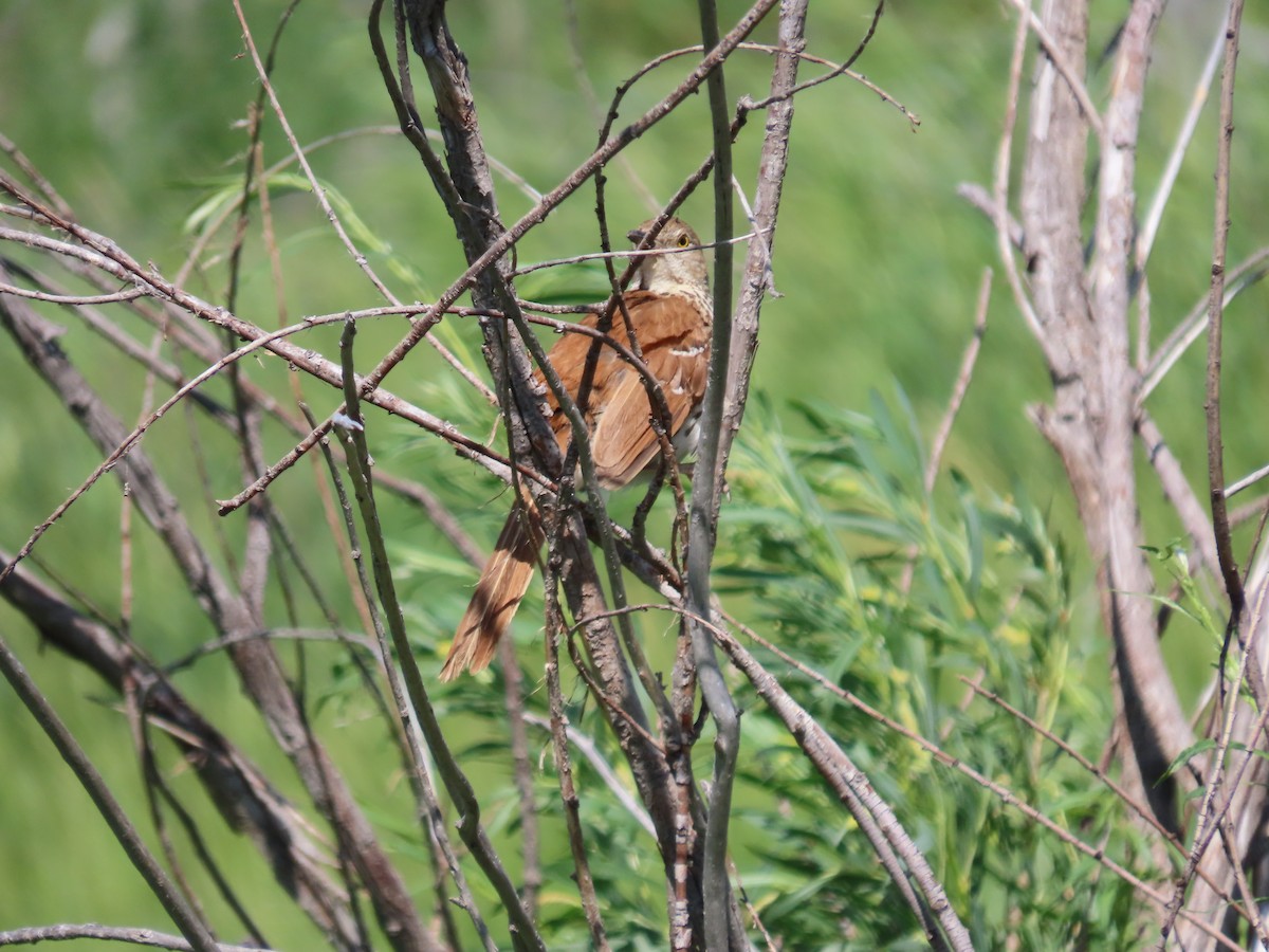 Brown Thrasher - ML592015931