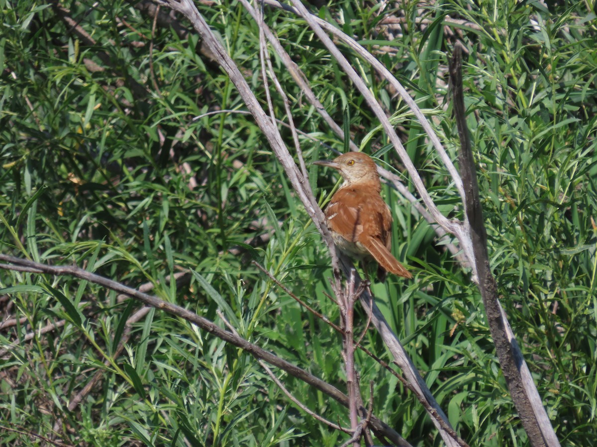 Brown Thrasher - ML592015941