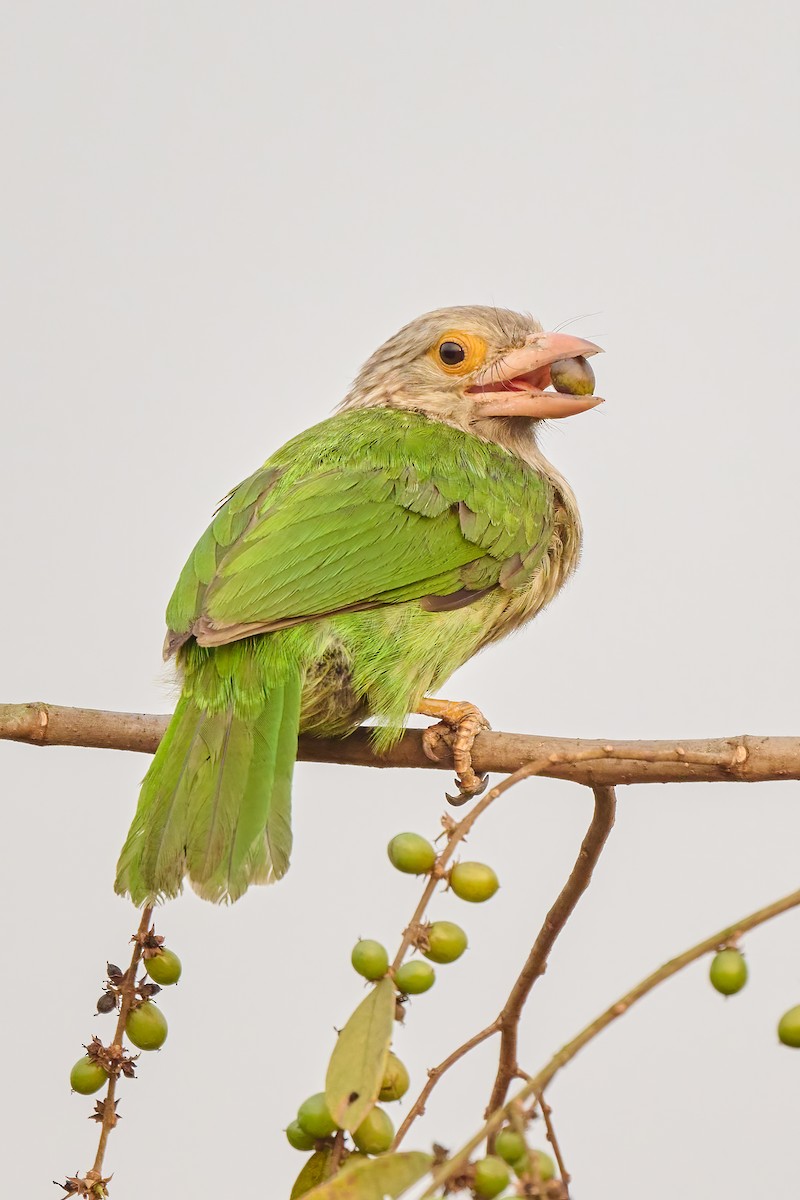 Lineated Barbet - Sharif Uddin