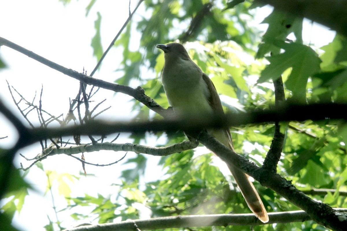 Black-billed Cuckoo - ML592017381