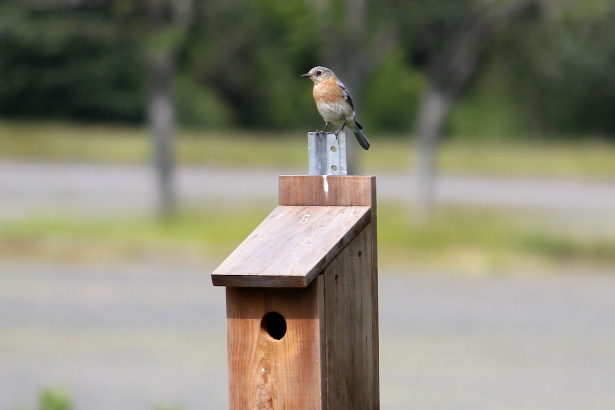 Eastern Bluebird - ML592019111