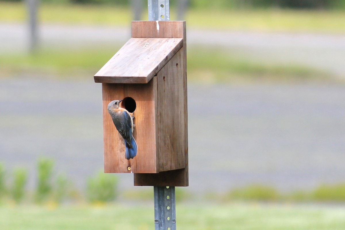 Eastern Bluebird - ML592019121
