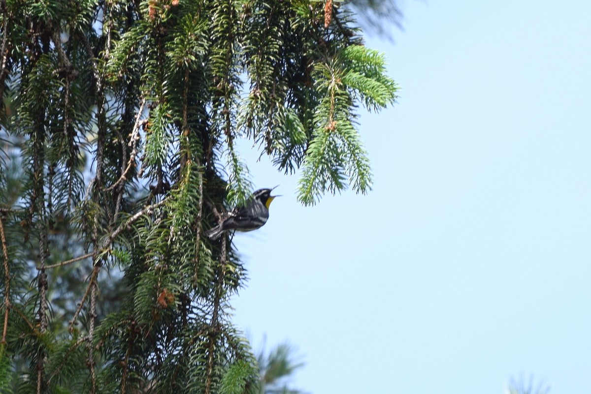 Yellow-throated Warbler - ML59201981