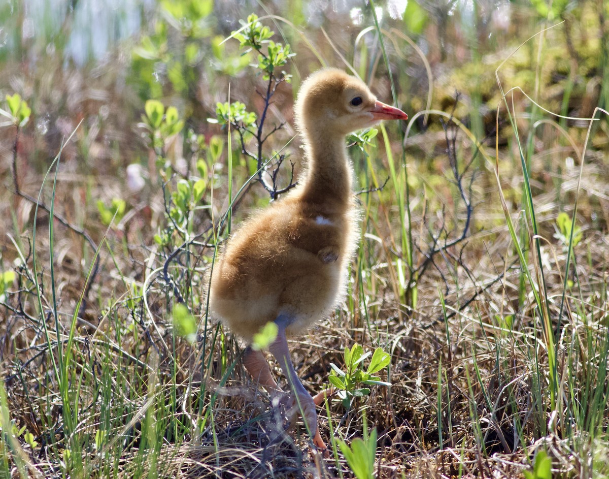 Sandhill Crane - ML592021891